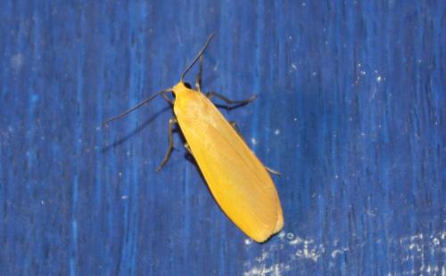 Réf. 216 153 : Eilema sororcula